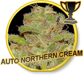 Auto Northern Cream - Mr. Hide Seeds