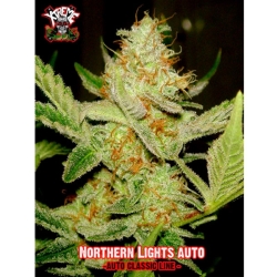 Auto Northern Lights - Xtreme Seeds