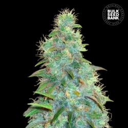 Auto Sweet Tooth - Bulk Seeds Bank