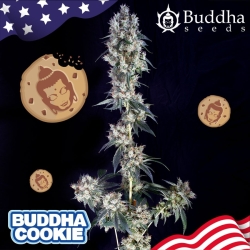 Cookie - Buddha Seeds