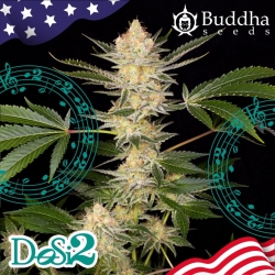 DoSi2 - Buddha Seeds