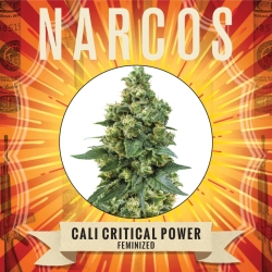 Cali Critical Power - Narcos Seeds