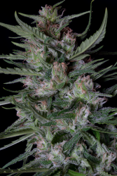 Dogstar Dawg Auto - Big Head Seeds