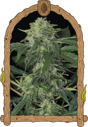 Jungle Fever Auto - Exotic Seeds