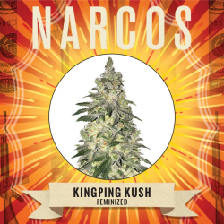 Kingpin Kush - Narcos Seeds