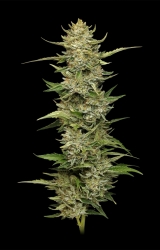 Cali Sour Diesel Auto - Humboldt Seeds Company