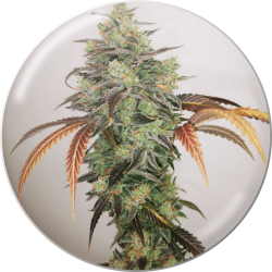 Y Griega CBD 2.0 - Medical Seeds