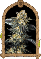 Zkittalicious Auto - Exotic Seeds