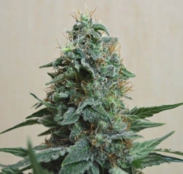 AK Kush - Kalashnikov Seeds