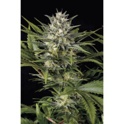 Humboldt Seeds Pineapple Skunk Fem. 3St.