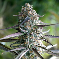 Humboldt Seeds Runtz Fast Flowering Fem. 3St.