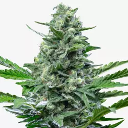 Quarantine Queen Automatic - 14% THC | Auto-Flowering Cannabis Samen