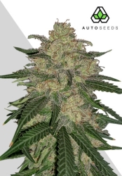 Do Si Dos Auto - Auto Seeds