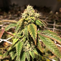 Blue Sherbalato - Pheno Finder Seeds