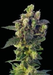 Blue Thunder Reg. - Sagarmatha Seeds