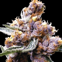 Blue Berry Reg. - Spliff Seeds