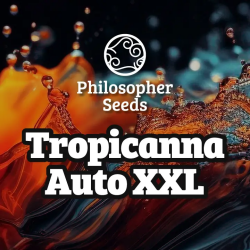 Auto Tropicanna XXL - Philosopher Seeds