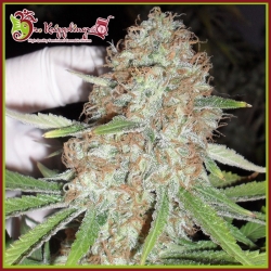 Blue Kripple - Dr Krippling Seeds