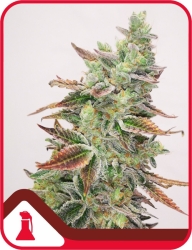 Banana Purp - Medical Seeds