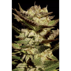 Paradise Seeds Durga Mata Fem 3St.