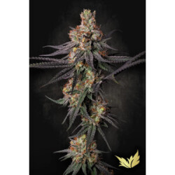 Paradise Seeds Gulupa Fem 3St.