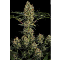 Paradise Seeds Mendocino Skunk Fem 3St.