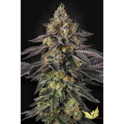 Paradise Seeds Sunset Paradise Fem 3St.