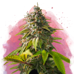 Amnesia Haze Reg. - Nirvana Seeds