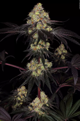 Sunset Paradise - Paradise Seeds