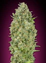 Auto Bubble Gum XXL - 00 Seeds