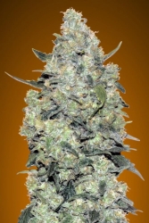 Auto Critical Mass - Advanced Seeds