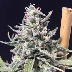 Auto Thunderstorm - R-Kiem Seeds