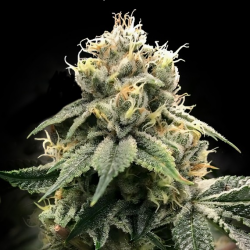 C.T.S Aka "Chocolate Truffle Shuffle" - DNA Genetics