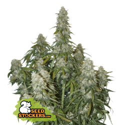 Big Bud Auto - SeedStockers