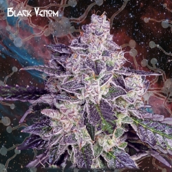 Black Venom - Nemeseeds