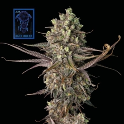 Blue Dream FAST - Seedsman