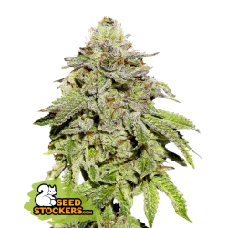 Cookies and Cream - SeedStockers (Auslaufprodukt)