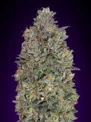 Critical Purple Kush - Advanced Seeds