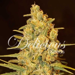 Critical Sensi Star Early version - Delicious Seeds