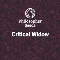 Critical Kush - Philosopher Seeds