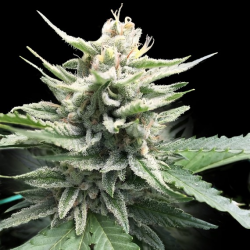 Honey Banana S1 - DNA Genetics