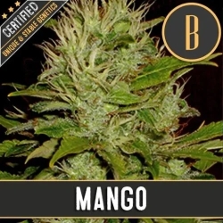 Mango - BlimBurn