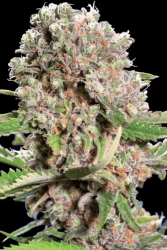 Mendocino Skunk - Paradise Seeds