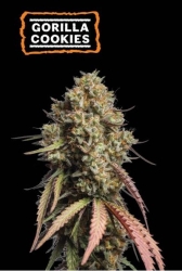 Gorilla Cookies Auto - SeedStockers