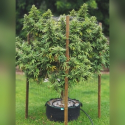 Orinoco - Medical Marijuana Genetics