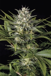 Pineapple Skunk - Humboldt Seed Organization