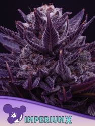 Imperium X - Anesia Seeds