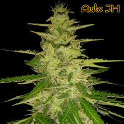 Jack Herer Auto - Original Sensible seeds