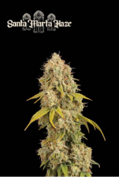 Santa Marta Haze - Seedstockers