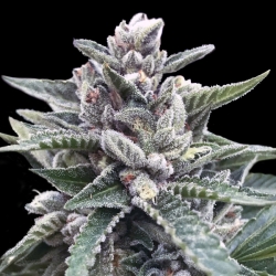 Kosher Sorbet - DNA Genetics